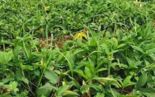 半夏種子的價格與種植技術(shù)，市場售價一斤大約需要35-50元左右