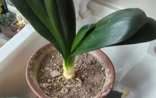 君子蘭剪頭后何時(shí)長(zhǎng)新葉，通常需一年左右