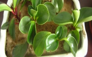 豆瓣綠的開花時(shí)間，在4-6月份