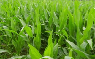 中垠133玉米種子特點，選擇中等以上肥力地塊