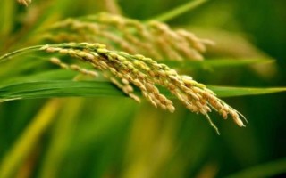 中發(fā)優(yōu)9822水稻種子特點(diǎn)，晚造全生育期113～116天