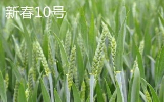 哪個品種的春小麥高產(chǎn)，可以選擇新春6號、新春10號