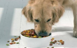 狗狗突然嘔吐的原因，可能是吃的太多所致