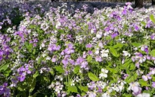 二月蘭的價格，通常在0.15-0.25元一株