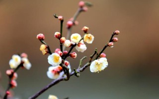 梅花的花期有多長(zhǎng)，通常持續(xù)一個(gè)月左右
