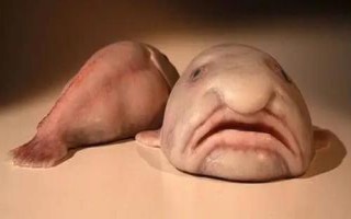 水滴魚能不能吃，本身并不適合食用