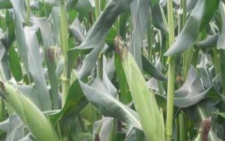 金珠甜脆玉米品種的特性，地溫超過10℃以上時(shí)可以播種