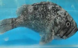 黑頭魚是不是海魚，分布于太平洋的西部海域