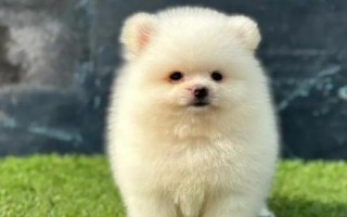 博美犬的智商排多少名，排第23名