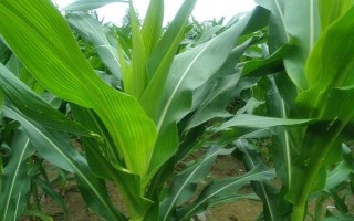 BM800玉米種子介紹，中抗大斑病