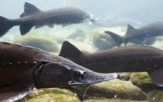 鱘魚屬于淡水魚還是海魚，應(yīng)視情況而定