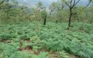 引種天麻要注意什么，當(dāng)?shù)氐臍夂驖M足條件才能種植