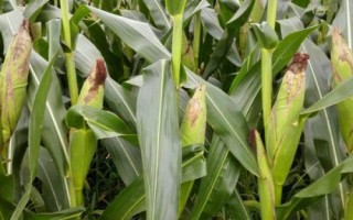 中禾107玉米品種的特性，拔節(jié)期每畝追施尿素25kg