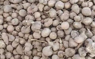 半夏種子的價格與種植技術(shù)，市場售價一斤大約需要35-50元左右