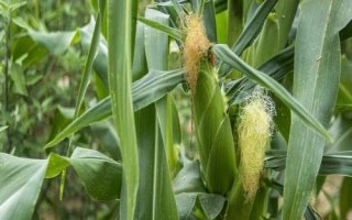 湖泉玉10號（試驗(yàn)名稱：湖泉玉10號）玉米種子特征特性，并每畝加施復(fù)合肥25公斤