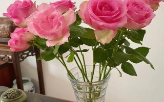 水培玫瑰花如何避免枯萎，要養(yǎng)在干燥、涼爽、通風(fēng)處