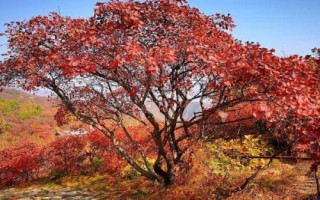 什么是黃櫨，常被當(dāng)作觀賞植物