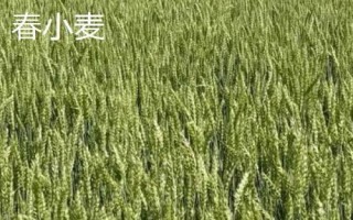 冬小麥和春小麥的區(qū)別，生長習(xí)性和播種時(shí)間均不同