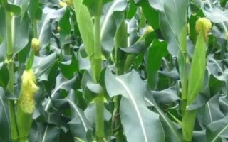 富單7號(hào)玉米種子介紹，普通玉米品種