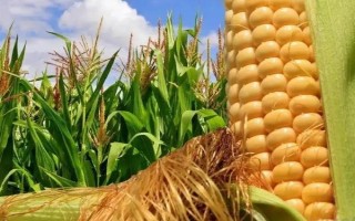 天育101玉米種子介紹，適宜播期5月中旬