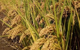 常優(yōu)312水稻種子特征特性，5月中下旬播種
