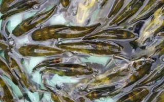 黃骨魚的刺有沒有毒，有毒但毒性并不強(qiáng)