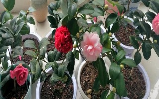 冬季怎么養(yǎng)茶花，應(yīng)放置在亮一些的位置來養(yǎng)