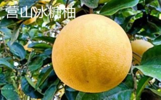 四川省營(yíng)山縣的特產(chǎn)，油豆腐、咂酒、酸辣豆花很有名