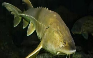 鰉魚介紹，屬于鱘科、鱘屬、達(dá)氏鰉種動物