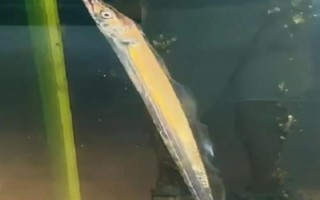 帶魚吃什么，養(yǎng)殖的帶魚愛吃動(dòng)物飼料
