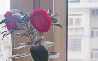四季茶花好不好養(yǎng)，是比較好養(yǎng)活的花卉