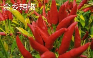山東省金鄉(xiāng)縣的特產(chǎn)，胡集白梨瓜走俏全國(guó)