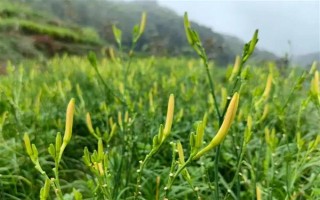 戈原的植物種類，常見的有羊草、芍藥花等