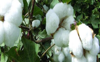 邦農(nóng)3號F1棉花品種的特性，生育期116-119天