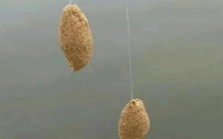 野釣黃尾魚適合用什么餌料，腥味型、麩香型、酒香型均可使用