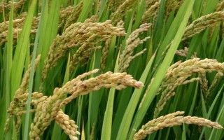 綿5優(yōu)142水稻品種的特性，該品種屬早中熟秈型中稻