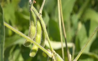 南黑豆20大豆種子特征特性，屬高蛋白優(yōu)質(zhì)大豆品種
