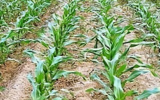 玉米苗幾葉移植，進入2.5-3葉期之后便可移栽