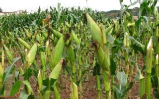 華甜玉7號玉米品種的特性，種植密度每畝5000株