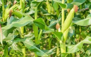 聯(lián)達(dá)288玉米品種簡介，適宜密度為4000株/畝