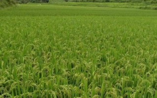 青香優(yōu)99香水稻品種的特性，特別注意防治稻瘟病