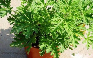 驅(qū)蚊草的盆栽方法，生長期和盛花期要定期追施肥液