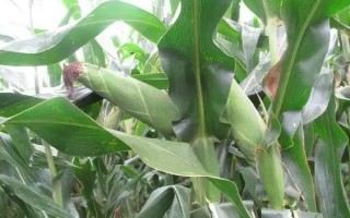 鐵南17號玉米品種簡介，注意防治彎孢菌葉斑病