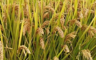 江早油占水稻種子特點(diǎn)，與對(duì)照中早35生育期相同