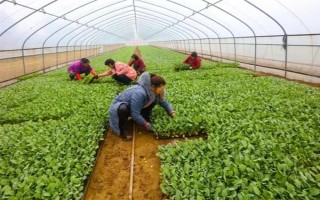 夏季蔬菜育苗要注意什么，及時(shí)分苗間苗可讓秧苗更粗壯
