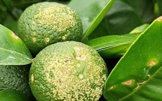 柑橘煤污病的發(fā)病特點(diǎn)，在葉片、枝梢及果實(shí)的表面有黑色的煤污斑