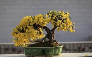 迎春花冬天要放到室內(nèi)嗎，北方建議放室內(nèi)養(yǎng)殖