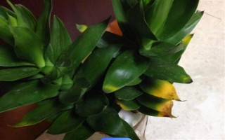觀音竹的水培方法，首先需根據花瓶的高度將瓶口下的葉子全部剪掉