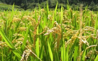 錢優(yōu)97水稻種子簡(jiǎn)介