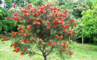 紅千層是不是吉祥花，紅千層是吉祥花
